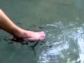 Fish pedicure - Pedicura de pies con peces