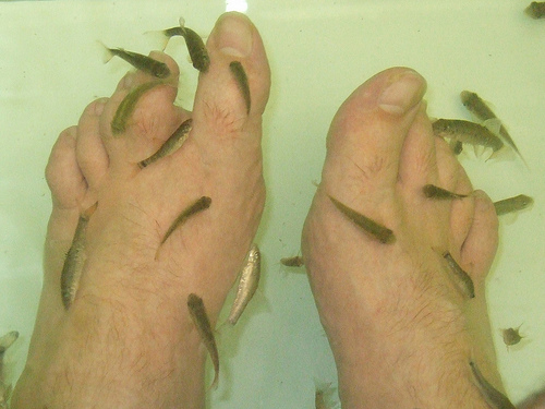 Do Fish Pedicure Treatments Work? Are There Any Health Risks?