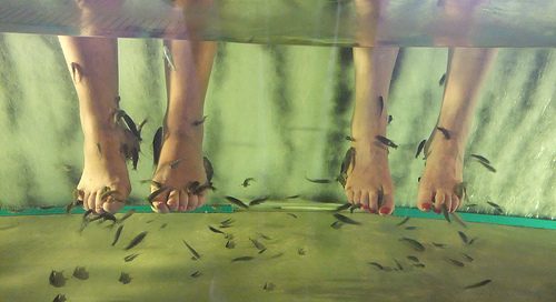 Garra Ruffa Fish Pedicure