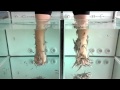 Garra Rufa Fish Pedicure - Fish 4 Feet Weymouth