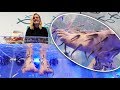 FISH SPA PEDICURES | Fish Eat Our Dead Skin!