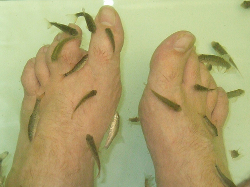 What is fish pedicure?